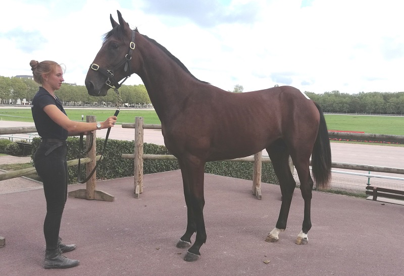You are currently viewing Merlin du Fayard top price à 46 000 € du 2ème rendez-vous