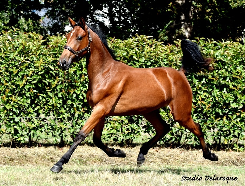 You are currently viewing 4 nouveaux « L » s’ouvrent les portes de la compétition