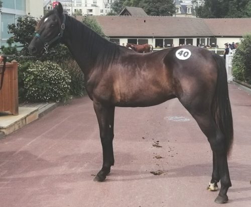 Melius Avis, top price à 75 000 € d’une très belle entrée en matière