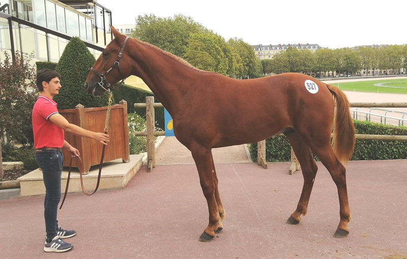 You are currently viewing Me Gusta de Nappes adjugé 65 000 €