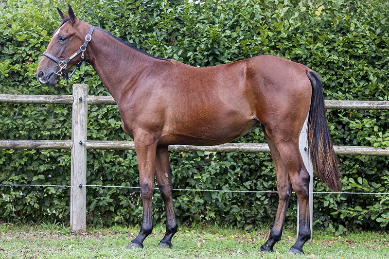You are currently viewing Lady de la Cour, première « L » qualifiée