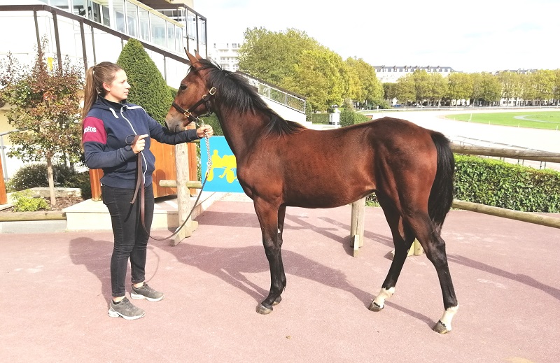 You are currently viewing Un fils de Bold Eagle top price chez les foals