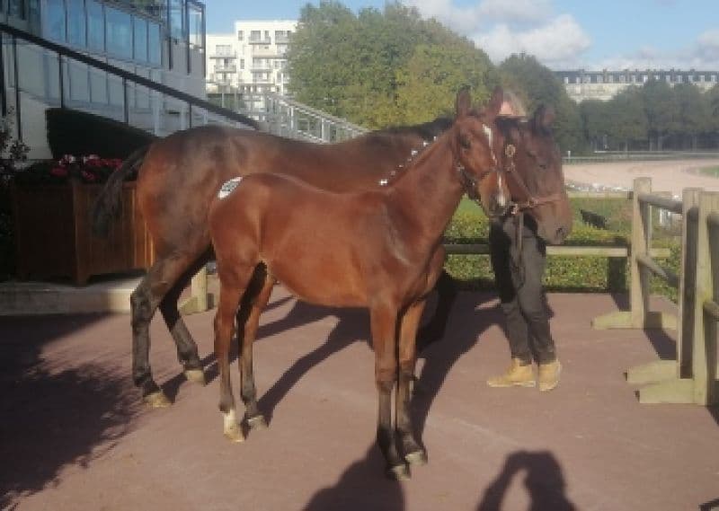 You are currently viewing Ventes de foals : 3 sujets se partagent les honneurs