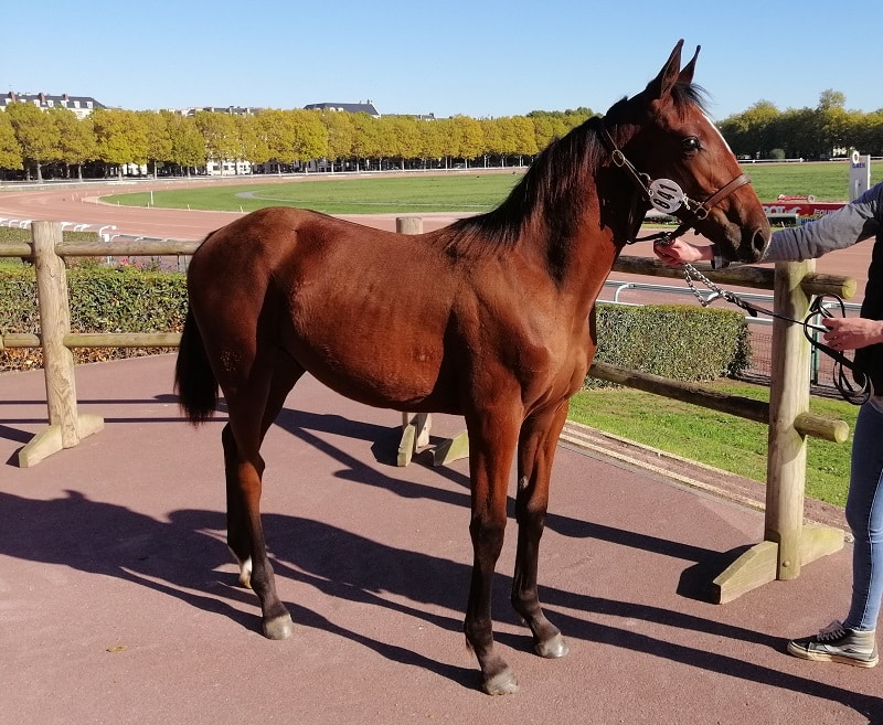 You are currently viewing Ventes 2022 : une nouvelle année record