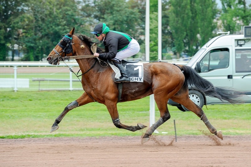 You are currently viewing Heartbreaker Well et Hysope du Bocage brillent au niveau Premium