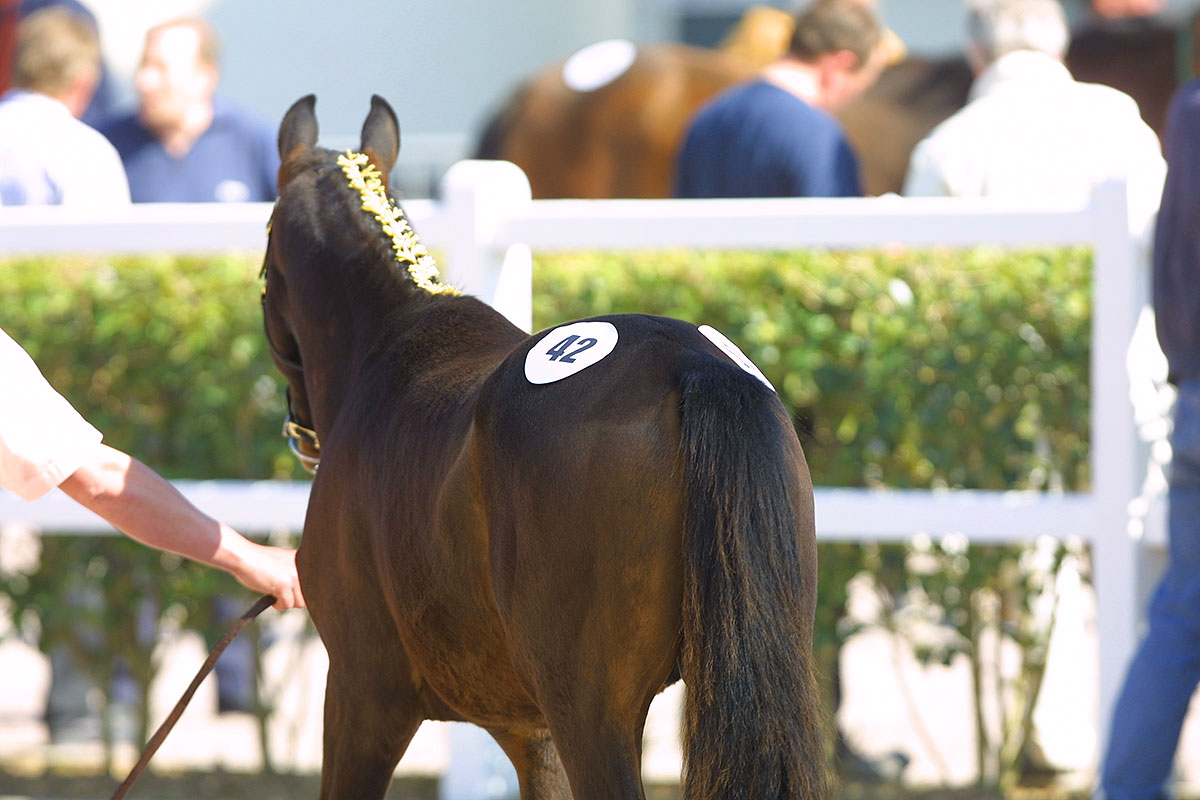 You are currently viewing Trois yearlings supplémentaires au catalogue