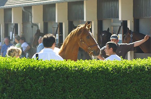 Franchissement de la barre des 500 yearlings