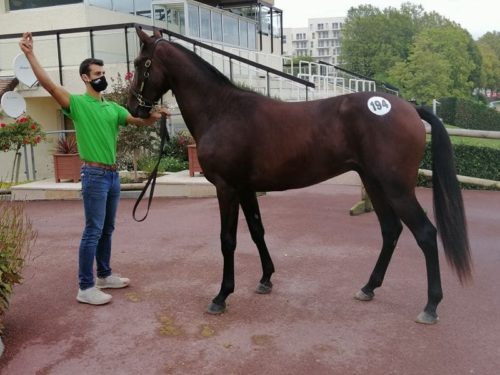 Deux top price et une activité toujours soutenue