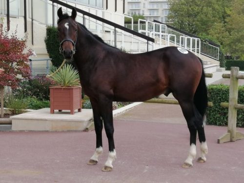 11 nouveaux « J » s&rsquo;ouvrent les portes de la compétition