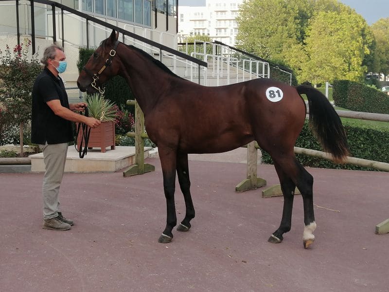You are currently viewing Un marché soutenu pour la vacation  d’ouverture