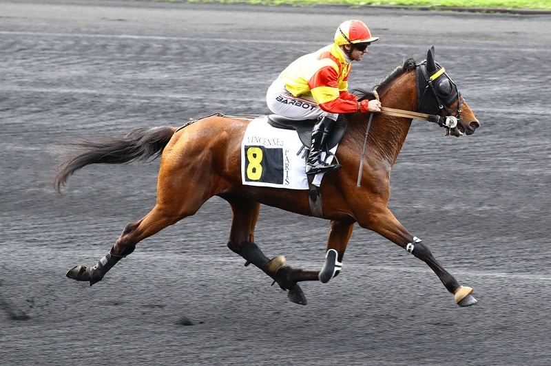 You are currently viewing Jean Balthazar : le fruit d’une belle construction génétique