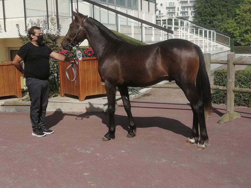 You are currently viewing 19 000 € pour Kaïd d’Eri, plus belle enchère du 3ème rendez-vous