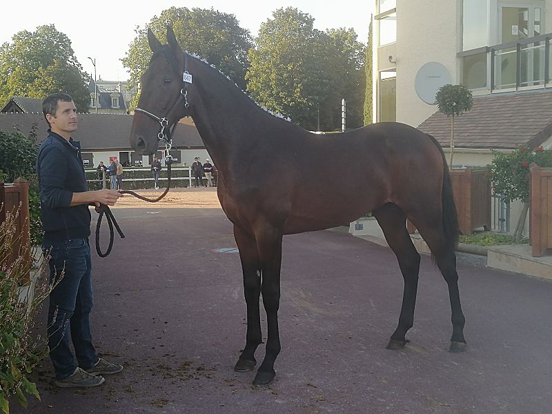 You are currently viewing 6ème journée des Ventes : KATOKI plus belle enchère à 26 000 €