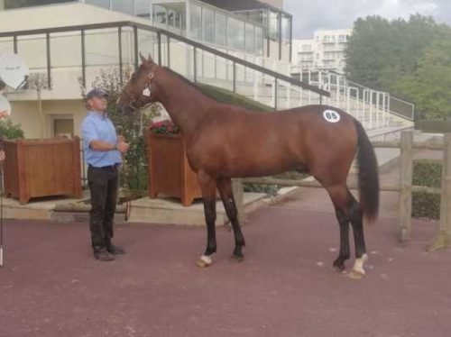 Kazar du Bois : un top price à 24 000 €