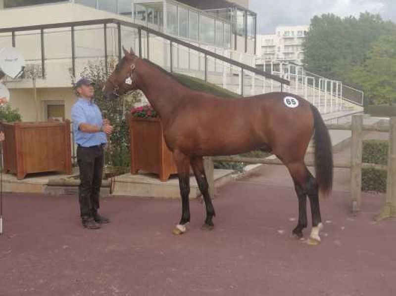 You are currently viewing Kazar du Bois : un top price à 24 000 €