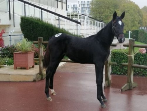 Keengame, sœur de Cleangame, top price à 28 000 €