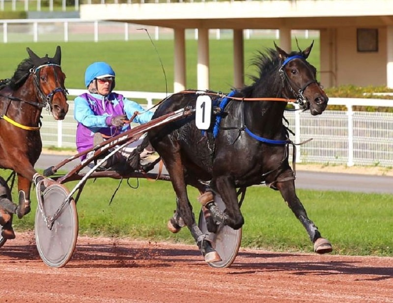 You are currently viewing Premiers galons semi-classiques pour Kalie Glycines et Kansas de la Cour