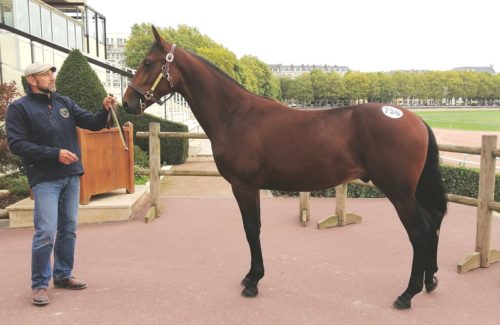 Larry de Marben (Bold Eagle) adjugé 20 000 €