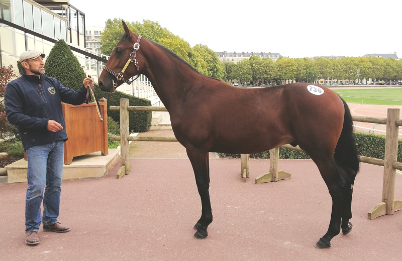 You are currently viewing Larry de Marben (Bold Eagle) adjugé 20 000 €