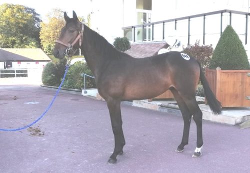 L’Idole Dry (Ouragan de Celland) et Lucide Castelets (Bold Eagle) top price du jour
