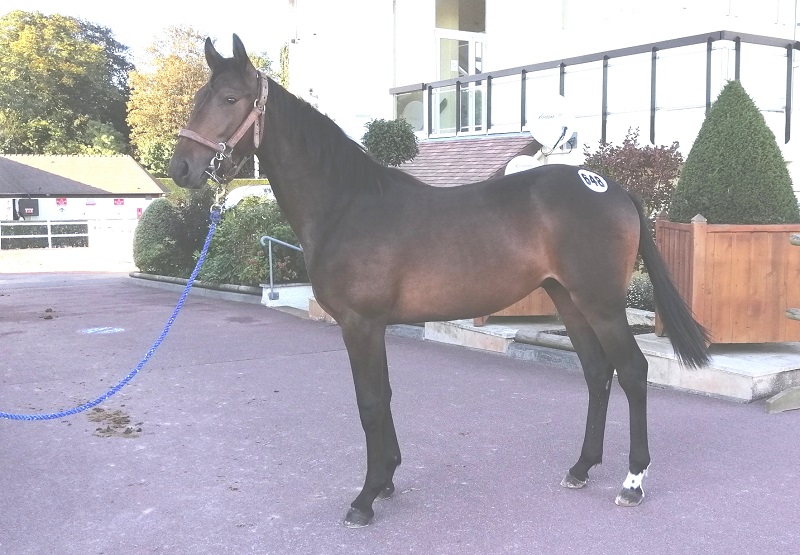 You are currently viewing L’Idole Dry (Ouragan de Celland) et Lucide Castelets (Bold Eagle) top price du jour