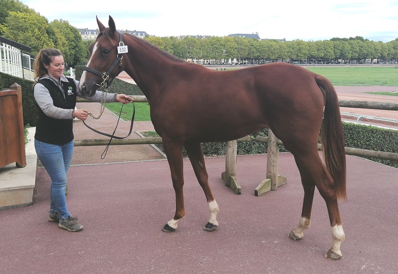 You are currently viewing Lune de Fleur (Booster Winner) fait afficher 26 000 €