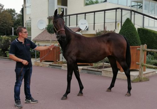 Liberté de Tillard top price d’une séance d’ouverture soutenue