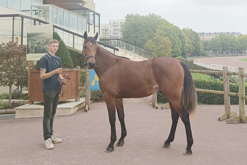You are currently viewing Nobel de Tillard, top price à 46 000 € d’un marché très actif