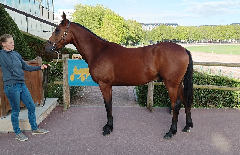 You are currently viewing Norwood des Vaux fait grimper les enchères à 55 000 € !