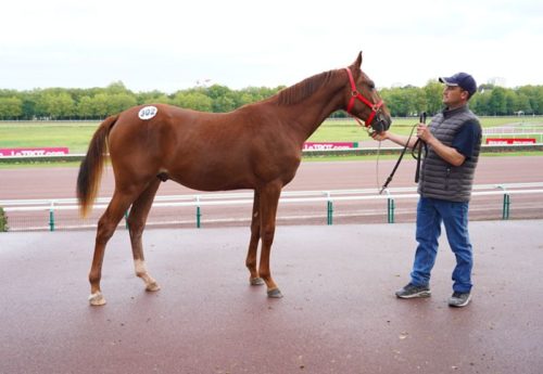Itoko du Bocage, top price du troisième rendez-vous à 28 000 €